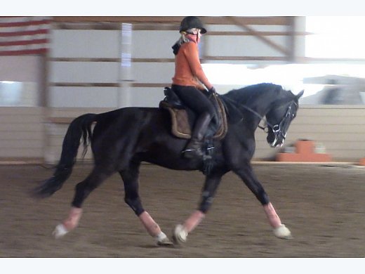 Driving/Cross Country Horse