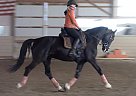 Dutch Warmblood - Horse for Sale in Medina, OH 44256