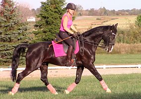 Warmblood (Warmblood, Gelding) in Medina, OH