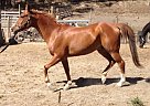 Half Arabian - Horse for Sale in Watsonville, CA 95076