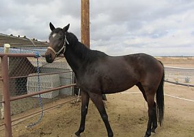 Thoroughbred (Thoroughbred, Mare) in Waddell, AZ