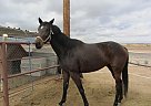 Thoroughbred - Horse for Sale in Waddell, AZ 85355 Thoroughbred - Horse for Sale in Waddell, AZ 85355
