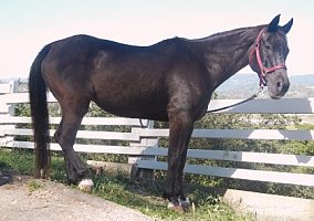 Arabian (Arabian, Gelding) in Watsonville, CA