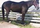 Arabian - Horse for Sale in Watsonville, CA 95076