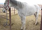 Thoroughbred - Horse for Sale in Waddell, AZ 85355