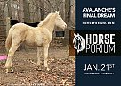 Tennessee Walking - Horse for Sale in Albion, MI NNA Tennessee Walking - Horse for Sale in Albion, MI NNA