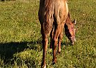 Quarter Horse - Horse for Sale in Onaway, MI 49765