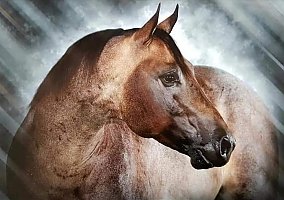 Quarter Horse (Quarter Horse, Stallion) in Onaway, MI