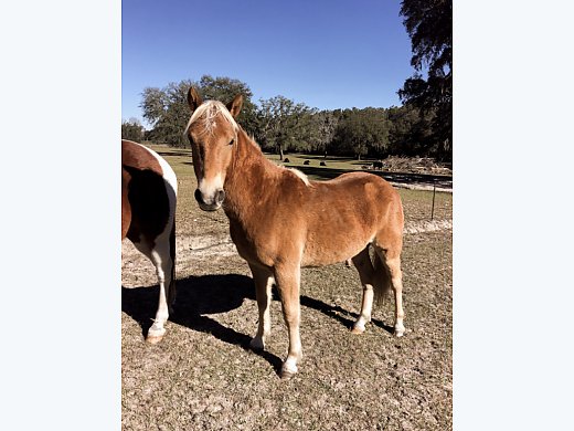 Haflinger/Quarter Horse Yearling