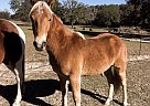 Haflinger - Horse for Sale in Lake City, FL 32024