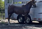 Seven - Gelding in Weatherford, TX Seven - Gelding in Weatherford, TX