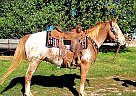 Pony of the Americas - Horse for Sale in Jackson, MO 63755 Pony of the Americas - Horse for Sale in Jackson, MO 63755
