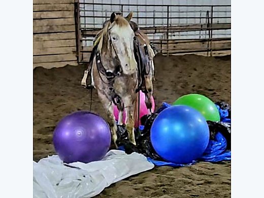 Popcorn - Horsezip.com