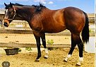 Thoroughbred - Horse for Sale in Oakhurst, CA 93644 Thoroughbred - Horse for Sale in Oakhurst, CA 93644