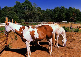 Quarter Horse (Quarter Horse, Mare) in Stone Mountain, GA