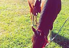 Tex - Gelding in Salisbury, NC Tex - Gelding in Salisbury, NC