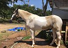 Tennessee Walking - Horse for Sale in Stone Mountain, GA 30083
