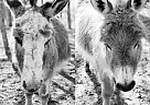 Donkey Mare for Sale in Saranac, Michigan Donkey Mare for Sale in Saranac, Michigan