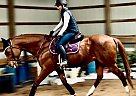 Echo In Eternity - Gelding in Elbridge, NY Echo In Eternity - Gelding in Elbridge, NY