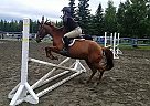 Quarter Horse - Horse for Sale in Palmer, AK 99645