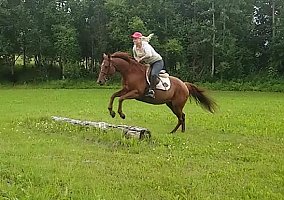 Quarter Horse (Quarter Horse, Mare) in Palmer, AK