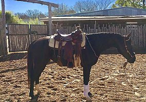Arabian (Arabian, Mare) in Argyle, TX