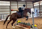 Thoroughbred - Horse for Sale in Elbridge, NY 13060 Thoroughbred - Horse for Sale in Elbridge, NY 13060