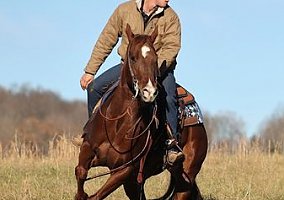 Quarter Horse (Quarter Horse, Gelding) in Brodhead, KY