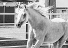 Amin Aljassimya - Gelding in Saint Louis, MO Amin Aljassimya - Gelding in Saint Louis, MO