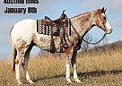 Appaloosa - Horse for Sale in Brodhead, KY 40501