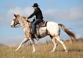 Appaloosa (Appaloosa, Gelding) in Brodhead, KY