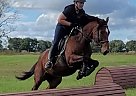 JBS Sweet Chic - Mare in Odessa, FL JBS Sweet Chic - Mare in Odessa, FL