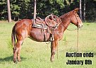 Mule - Horse for Sale in Rusk, TX 40501