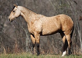 Quarter Horse (Quarter Horse, Gelding) in Brodhead, KY