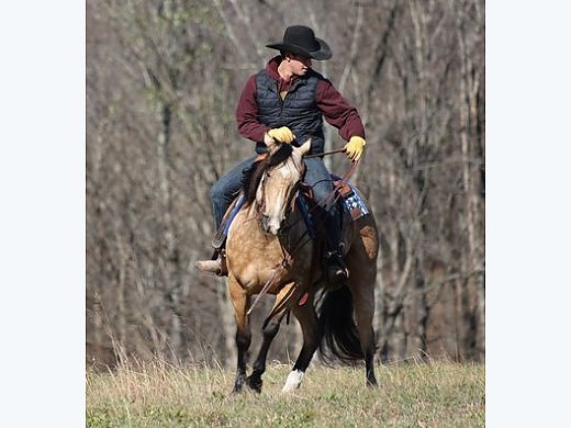 Fancy Broke, Well Bred Buckskin