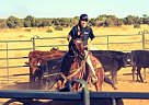 Quarter Horse Mare for Sale in Penrose, Colorado Quarter Horse Mare for Sale in Penrose, Colorado
