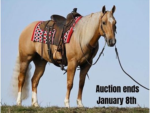Golden Palomino, Trick Horse