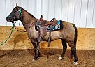 Quarter Pony Gelding for Sale in Bemidji, Minnesota Quarter Pony Gelding for Sale in Bemidji, Minnesota