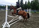 Quarter Horse Mare for Sale in Palmer, Alaska Quarter Horse Mare for Sale in Palmer, Alaska