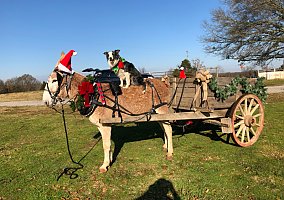 Donkey (Donkey, Mare) in Greenville, SC