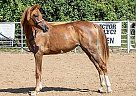 Arabian Mare for Sale in Saint Louis, Missouri Sabha Alrammaha