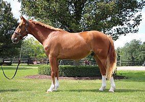 Warmblood (Warmblood, Gelding) in Springfield, MO