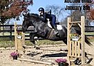 Draft - Horse for Sale in Highland, MI 40501 Draft - Horse for Sale in Highland, MI 40501