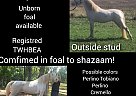 Tennessee Walking - Horse for Sale in Bloomfield, IN 47424 Tennessee Walking - Horse for Sale in Bloomfield, IN 47424