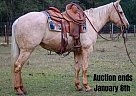 Quarter Horse - Horse for Sale in Rusk, TX 40501