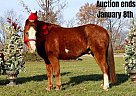 Pony - Horse for Sale in Highland, MI 40501