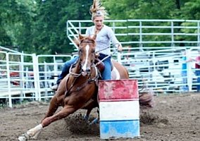 Quarter Horse (Quarter Horse, Stallion) in PA