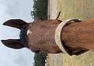 Saddlebred - Horse for Sale in Jacksonville, FL 32258