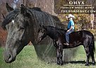 Friesian - Horse for Sale in Parkers Lake, MO 65742