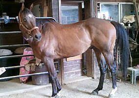 Quarter Horse (Quarter Horse, Stallion) in PA